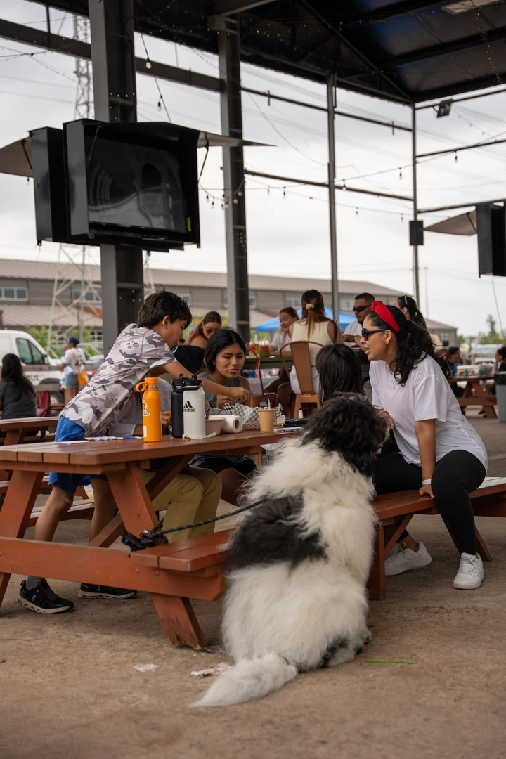 A large fluffy dog resting beside visitors at a picnic table.