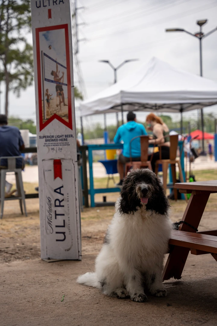 A large fluffy dog sitting near the market’s picnic tables.