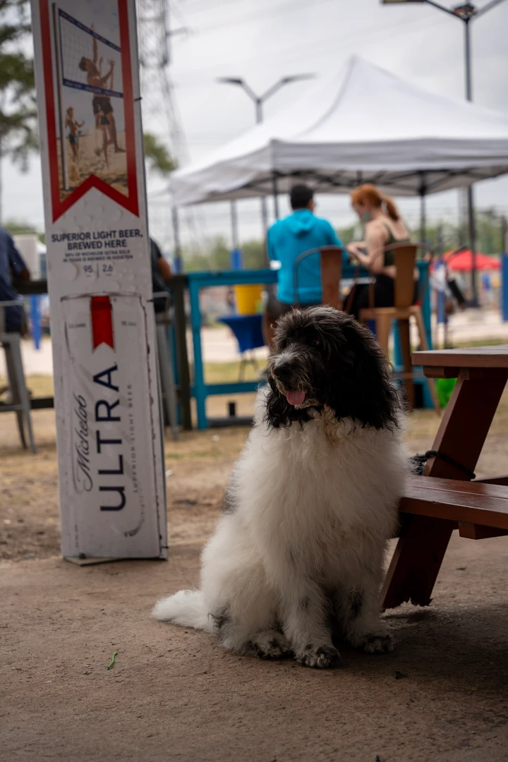 A large fluffy dog sitting near the market’s picnic tables.