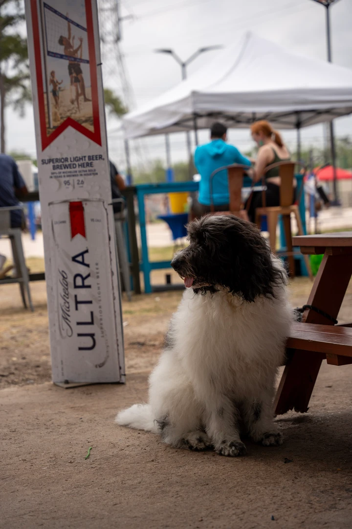 A large fluffy dog sitting near the market’s picnic tables.