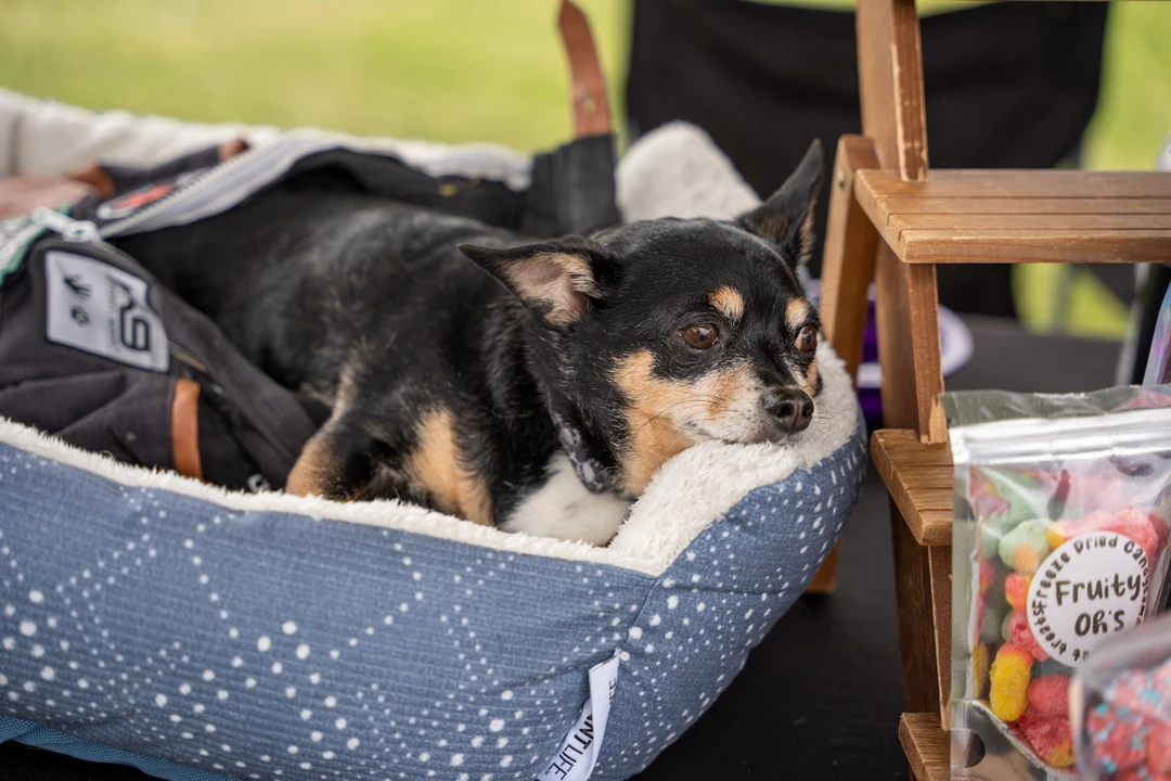 A small dog rests in a fabric carrier beside a market stall.